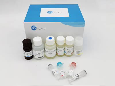 小鼠胃蛋白酶原C(PGC)酶联免疫吸附测定(elisa)试剂盒