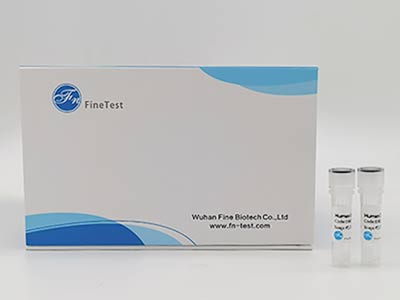 小鼠FMS样酪氨酸激酶3(Flt3)酶联免疫吸附测定(elisa)试剂盒