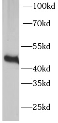  anti- ERK1 antibody