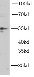  anti- PTEN antibody