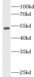  anti- TRAF2 antibody