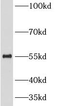 anti- Cdc20 antibody