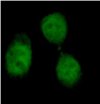 anti- γ-H2AX antibody