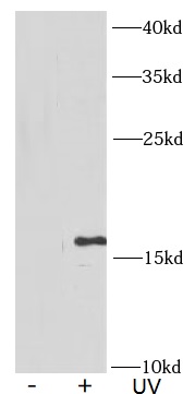 anti- γ-H2AX antibody图像