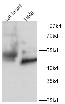      anti-GATA4 antibody