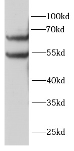      anti-SRC antibody