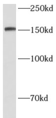      anti-CD100 antibody