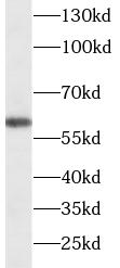  anti-HDAC2 antibody