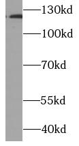      anti- HIF1a antibody