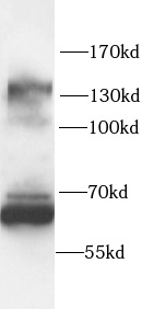      anti-NFATC3 antibody