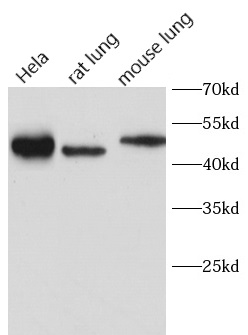      anti-Caveolin-1 antibody