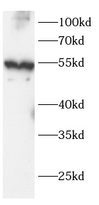      anti-ATP5A1 antibody