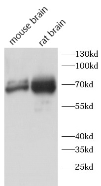 anti-CAPRIN2 antibody