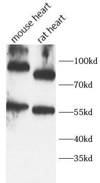      anti-CD34 antibody