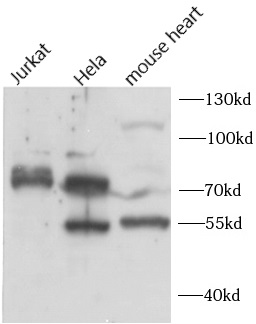      anti-BORIS antibody