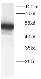      anti-AGER antibody