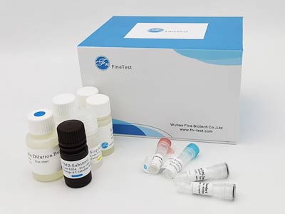 牛免疫球蛋白M(IgM)酶联免疫吸附测定(elisa)试剂盒