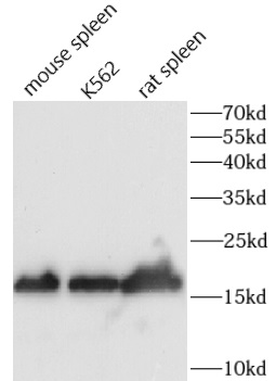 anti-CD154 antibody