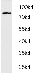      anti-RAF1 antibody