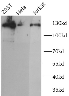 anti-SIRT1 antibody