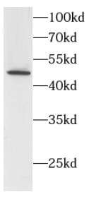      anti-HDAC3 antibody