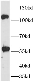      anti-TLR8 antibody