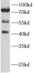      anti-MAVS antibody