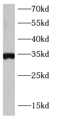 anti-SOX2 antibody