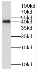      anti-mapk11 antibody