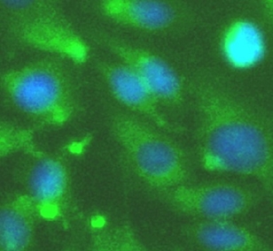      anti-mapk11 antibody