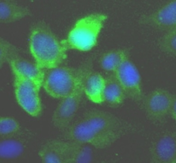 anti-ikke antibody