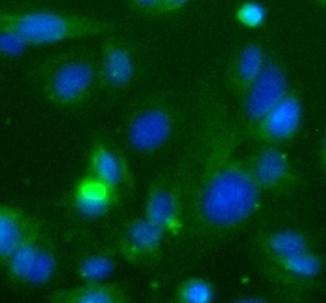      anti-traf3 antibody