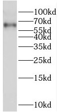      anti-traf3 antibody