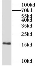 anti-LTOR1 antibody