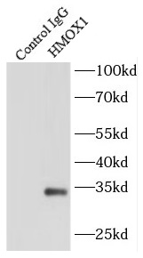      anti-HMOX1 antibody