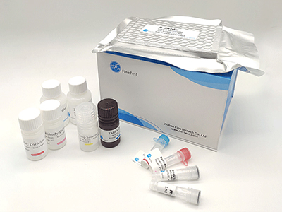 人印度刺猬因子(IHH)酶联免疫吸附测定(elisa)试剂盒