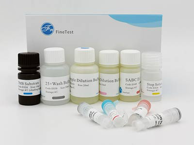 人核糖核酸酶(RNASE)酶联免疫(elisa)试剂盒