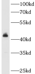      anti- ACTR10 antibody