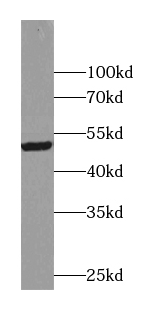 anti-ACTO9 antibody