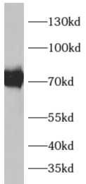 anti-ADAM19 antibody