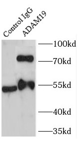 ADAM19抗体