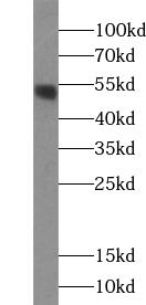      anti- ACOT2 antibody