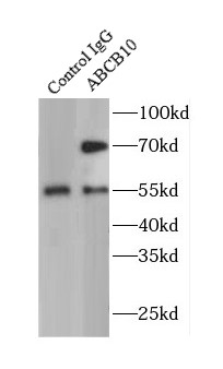 ABCB10抗体