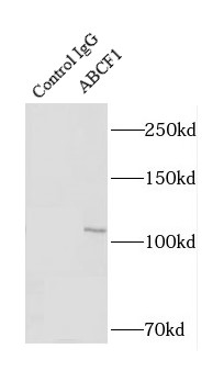 ABCF1抗体