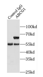 anti- ABCG1 antibody