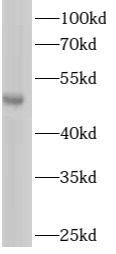      anti- ARHGAP1 antibody