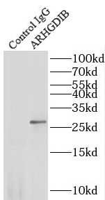 anti- ARHGDIB antibody