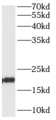 anti-ARL1 antibody