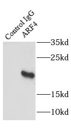 anti-ARF4 antibody