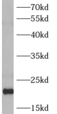 anti- ARF4 antibody